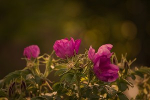 garden-rose-823824_640