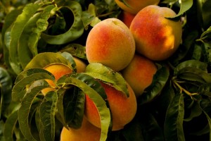 peaches-869386_640